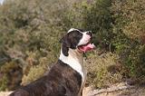 BOULEDOGUE AMERICAIN 438